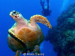 Cozumel at Palancar Gardens 
September 2009
Camera:  Se... by Alain Deroy 